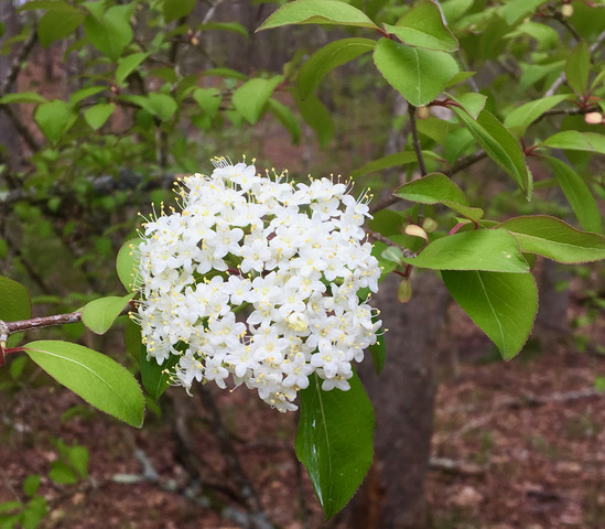 Black Haw Viburnum – Forsyth Audubon