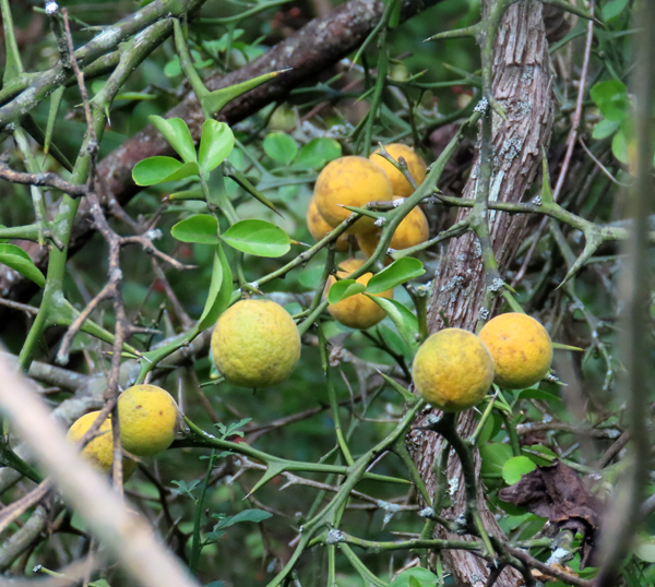 Hardy Orange – Forsyth Audubon Society