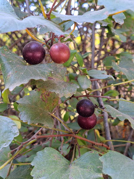 Muscadine grape – Forsyth Audubon Society