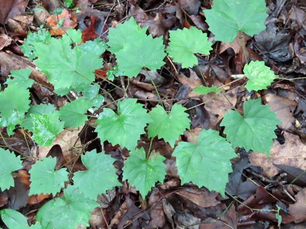 Muscadine grape – Forsyth Audubon Society