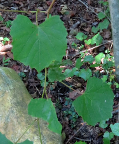 Muscadine grape – Forsyth Audubon Society