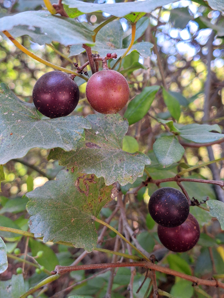 Muscadine grape – Forsyth Audubon Society