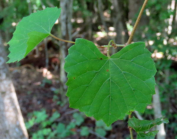 Muscadine Grape – Forsyth Audubon Society