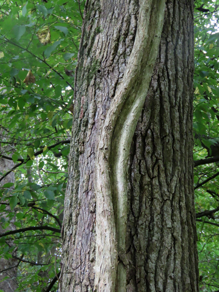 Trumpeter Creeper – Forsyth Audubon Society