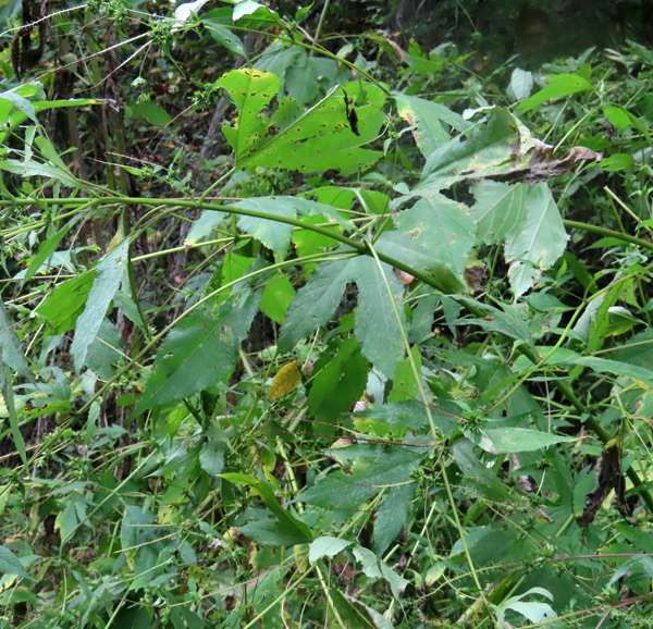 Trumpeter Creeper – Forsyth Audubon Society