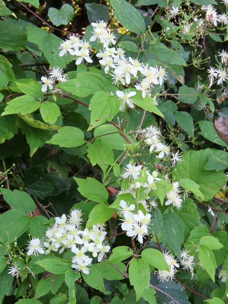 Virgin’s-bower – Forsyth Audubon Society