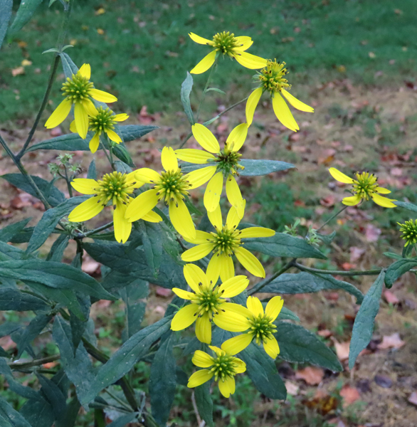 Wingstem Dead Wingstem – Forsyth Audubon Society