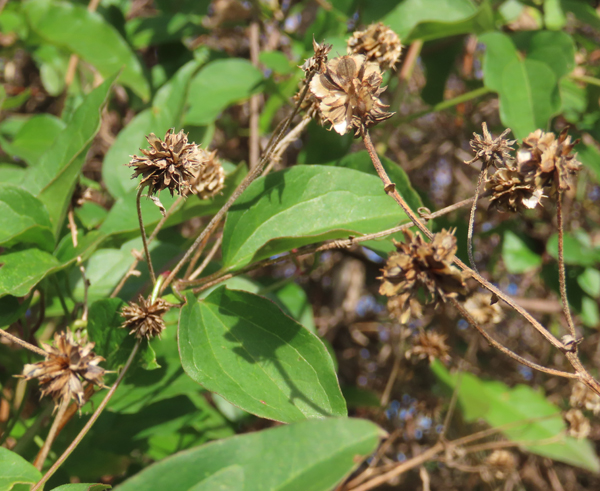 Wingstem – Forsyth Audubon Society