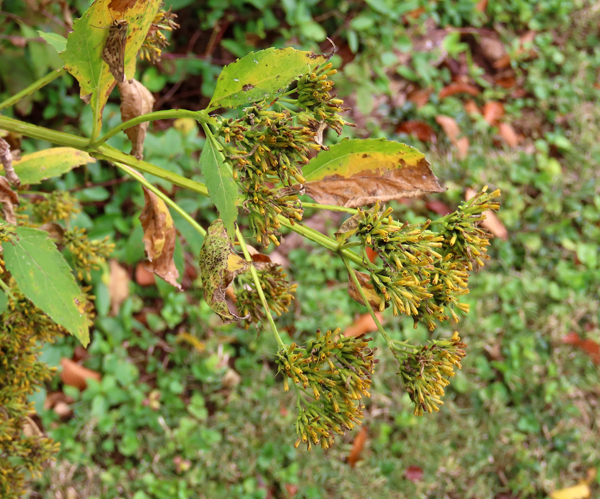 Wingstem Dead Wingstem – Forsyth Audubon Society